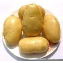 Chinese Fresh Potato